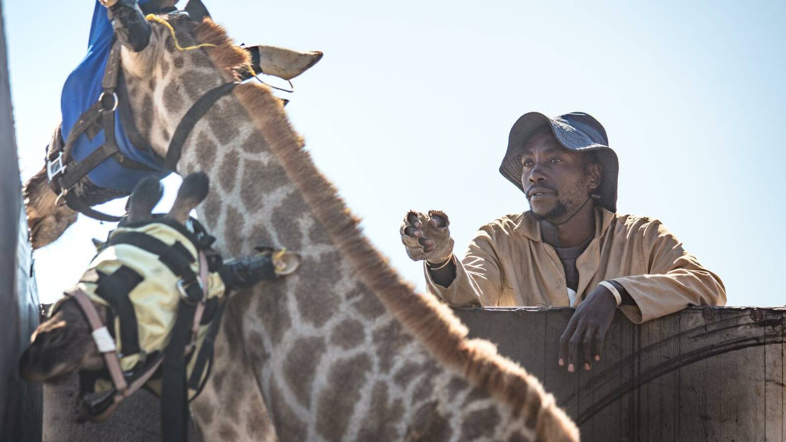 Giraffe game capture in Hoedspruit