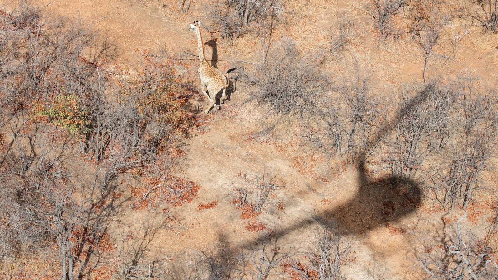 Conservation work with a giraffe in Hoedspruit in a helicopter