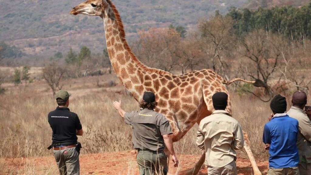 Conservation work with a giraffe in Hoedspruit