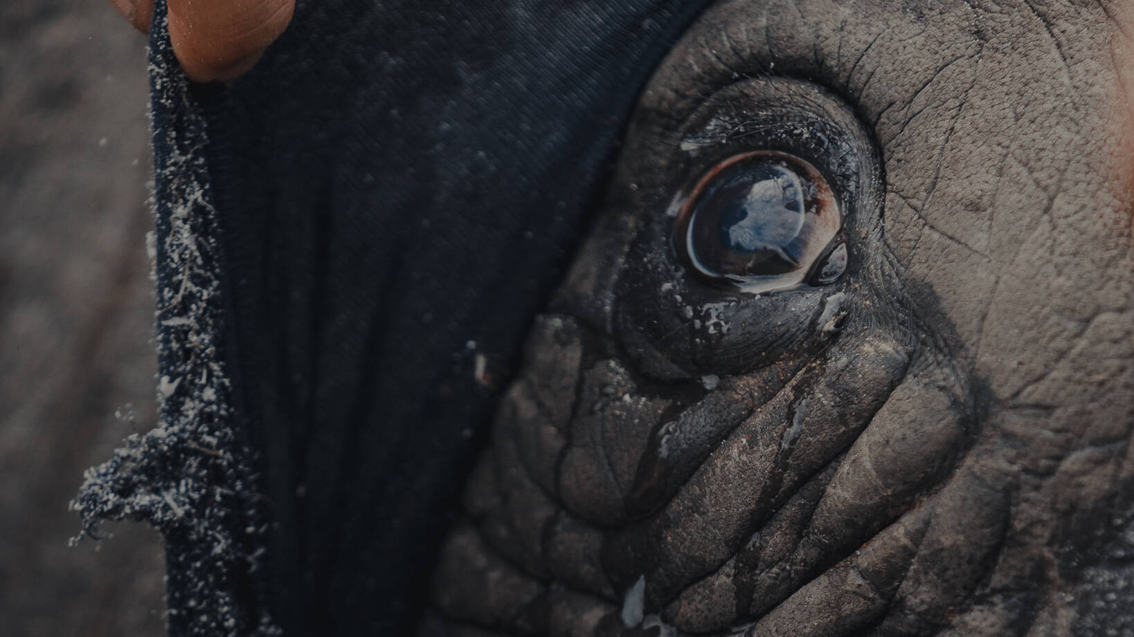 Animal eye after doing conservation work safely and saving it. Big Game Heli services