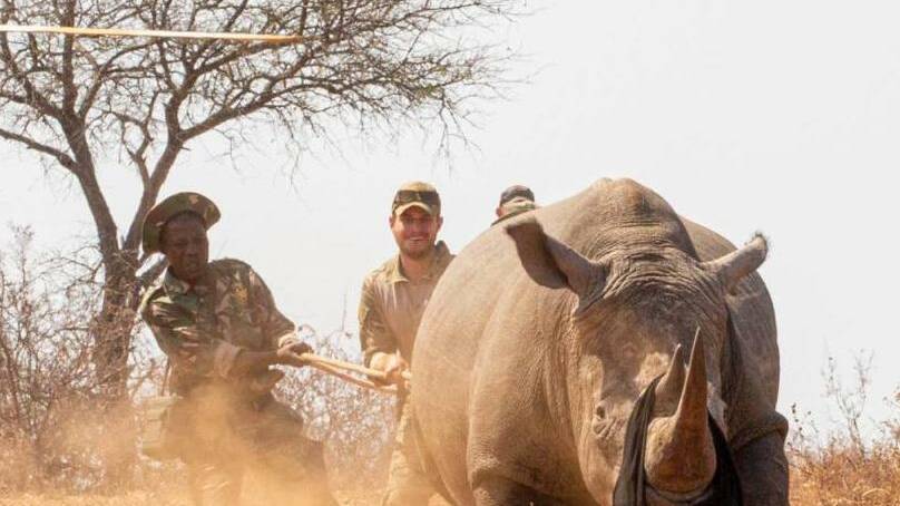 Rhino conservation in Hoedspruit by helicopter