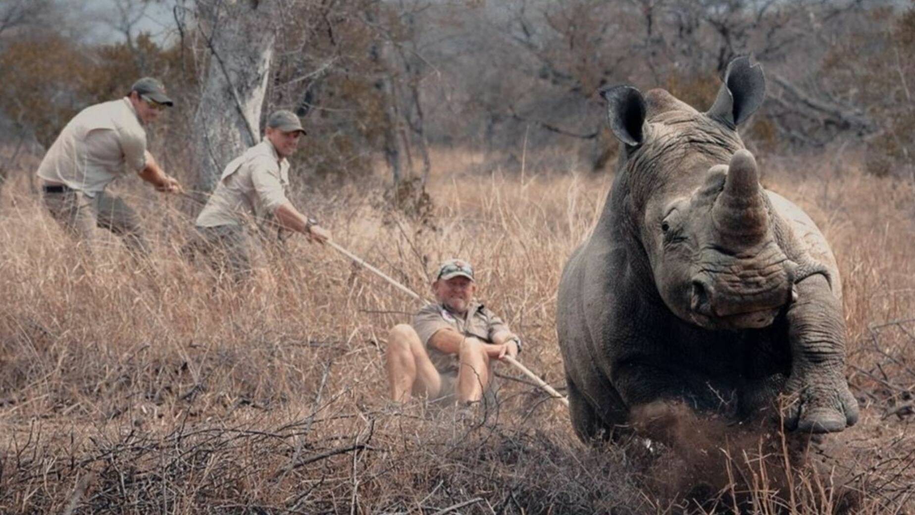 rhino conservation with helicopter pilot in Hoedspruit using Big Game Heli services