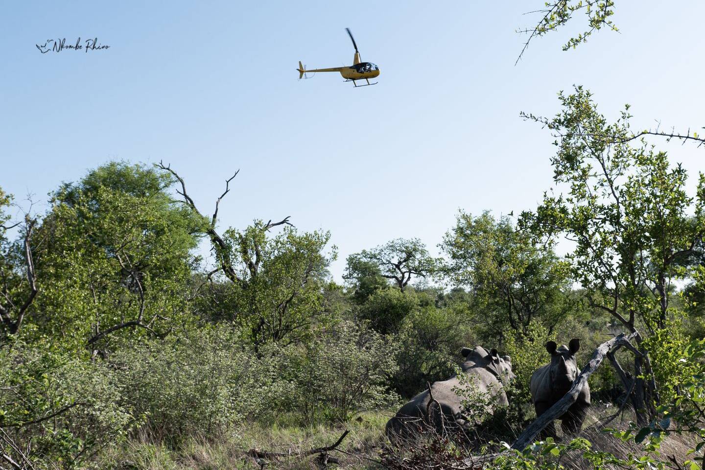 Helicopter in Hoedspruit doing rhino work for conservation helping the poaching crisis with Big Game Heli services