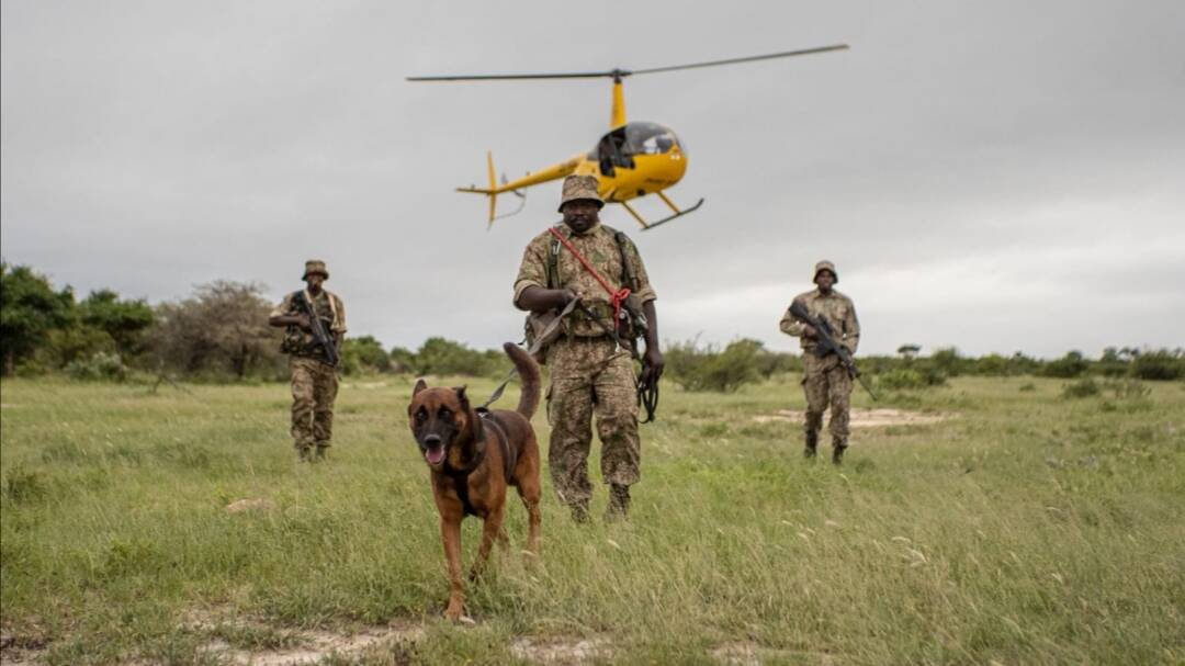 Hoedspruit helicopter doing conservation work with k( dogs