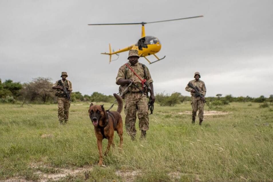 Hoedspruit helicopter doing conservation work with k( dogs