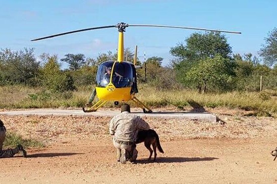Hoedspruit helicopter services doing conservation work with k9 dogs unit